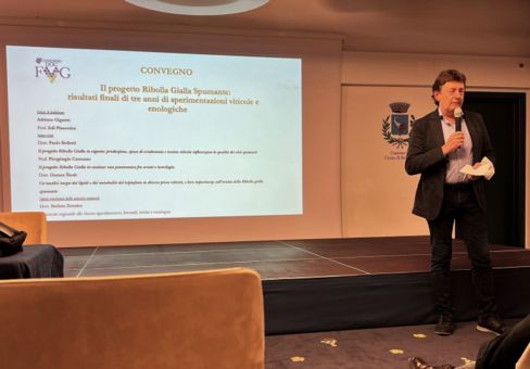 Progetto ribolla gialla in vigneto