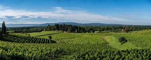 Bastano tre giorni full immersion per imparare la dendrochirurgia