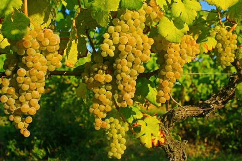 Uva da tavola: tutte le varietà da conoscere