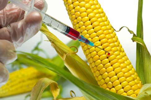 Ue, il Parlamento apre alle nuove tecniche genetiche: non sono Ogm