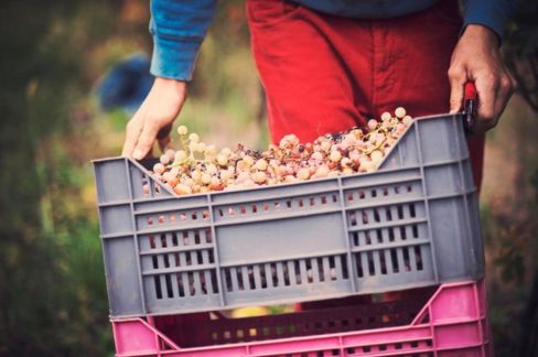 Veneto: 4 vini naturali da comprare