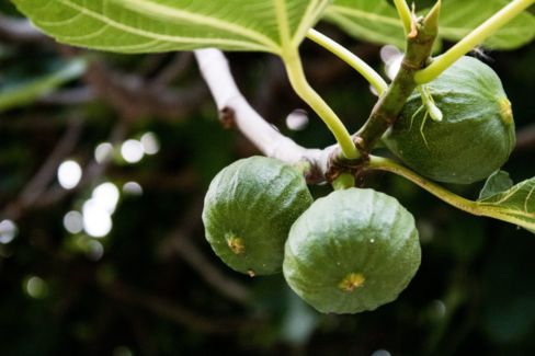 Fichi: 24 varietà italiane da conoscere
