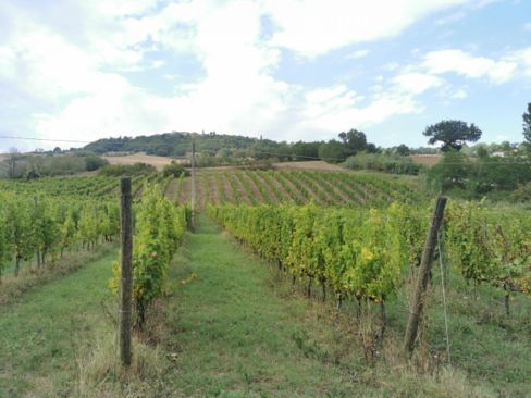 Bianchello del Metauro DOC: una guida al vino più bistrattato dell’Adriatico