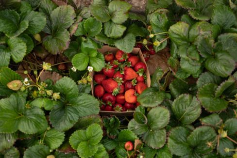 Fragole: l’Italia è tredicesima nel business mondiale (e si riscopre all’avanguardia)