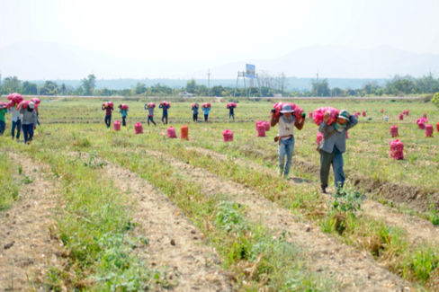 Rapporto GRETA, in Europa cresce lo sfruttamento dei lavoratori in agricoltura