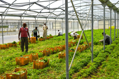 Mafia nel piatto: cosa dice il V Rapporto agromafie?