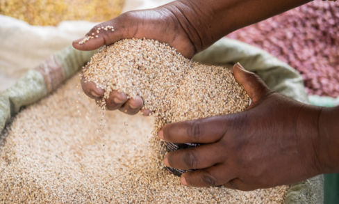Cereali senza glutine: da dove vengono e per cosa si distinguono il sorgo e il fonio?