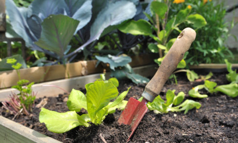 Orto fai da te: cosa seminare a settembre