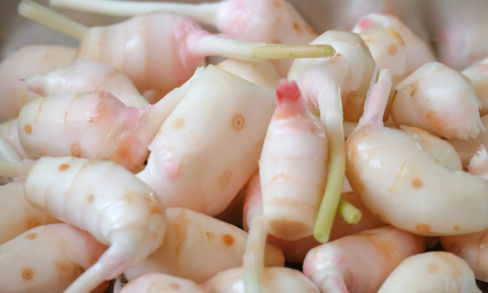 Galanga: cos’è e come usarlo in cucina e ricette
