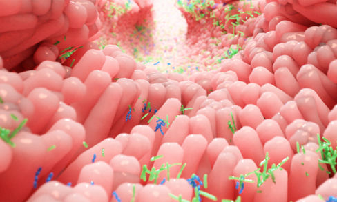 La dieta vegana migliora il microbiota intestinale? I risultati delle ricerche