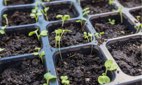 Orto e giardino: semine del mese di febbraio