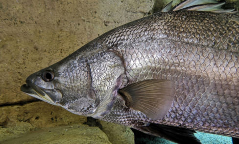 Il persico africano è sicuro? Il punto dopo le inchieste