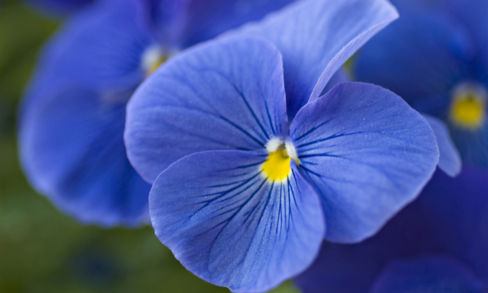 Acque di fiori: come realizzarle in casa e usarle in cucina