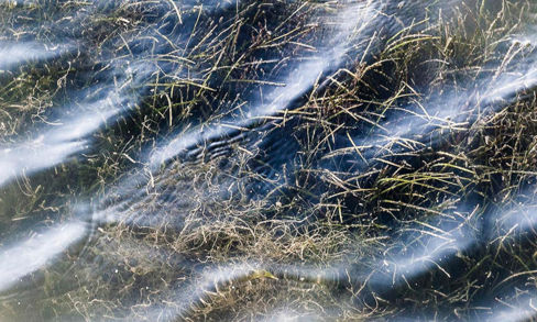 Verso il cibo del futuro: il “riso di mare” scoperto dallo chef spagnolo Ángel León