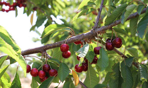 Dalla ciliegia dell’Etna DOP alla Bella di Garbagna: le varietà di ciliegie italiane più note