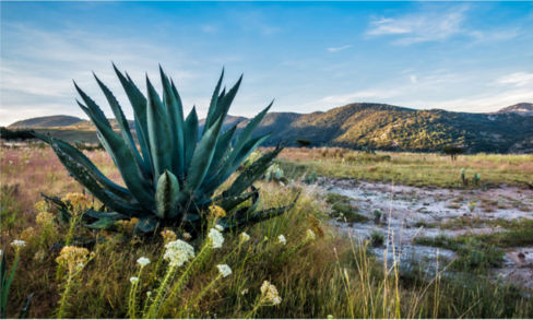 Tequila o… mezcal? Tutte le differenze tra i due distillati messicani