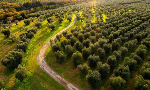 Olio extravergine di oliva: cosa distingue una produzione di qualità?
