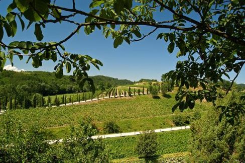 ConsorzioVini Collio trionfano le vecchie annate