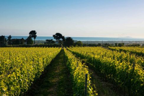 Il Molise esiste. E i vini Tenute Martarosa dimostrano che non è solo Tintilia