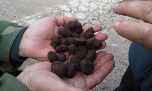 Sicilia. Palazzolo Acreide diventa una nuova Città del Tartufo