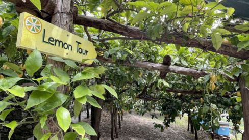 Ho assaggiato i migliori limoni di Amalfi, biologici e raccolti a mano